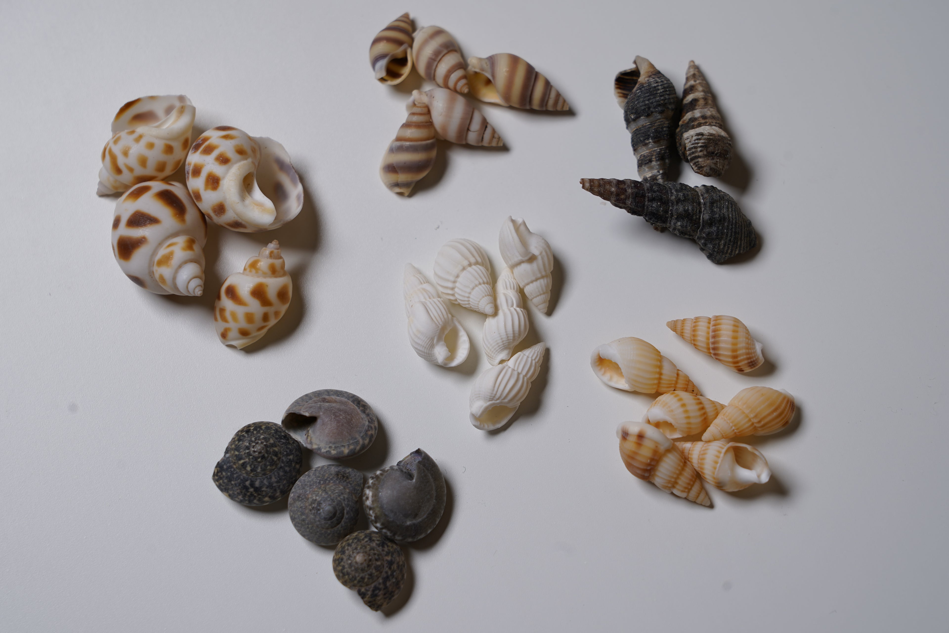 Small Shells (5 Pack)